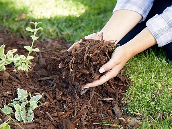 Мульчирование почвы